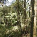 3 Selva Pedemontana de Yungas