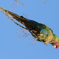 Guacamayo verde - pH Luis Rivera