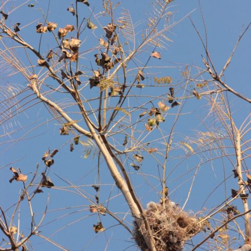 Jacarandá 3(Jacaranda mimosifolia) pH Sofía Alcalde