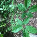 Lapacho Rosado 4 (Handroanthus impetiginosus) pH Paula Názaro