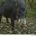 Pecarí labiado - pH Fundación CEBio