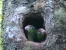 Pichones en la puerta del nido