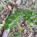 Quina colorada (Myroxylon peruiferum)
