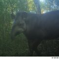 Tapir - pH Fundación CEBio