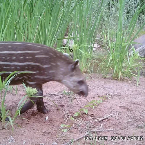 tapir 3