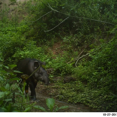 tapir 4