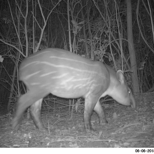 tapir 7