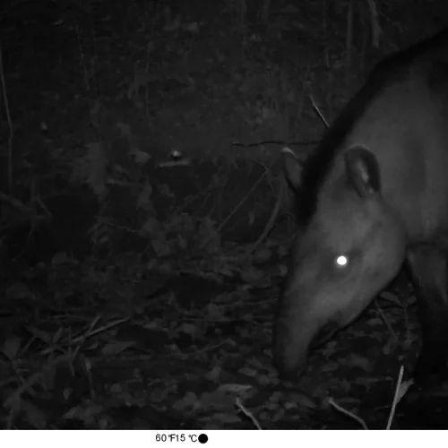 tapir 8